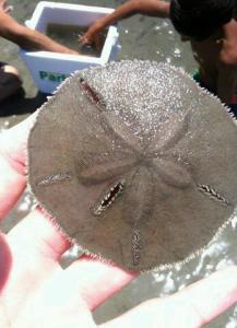 10620805_10202597975695365_7879704166729195122_n-1